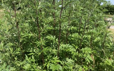 Armoise commune (Artemisia Vulgaris)