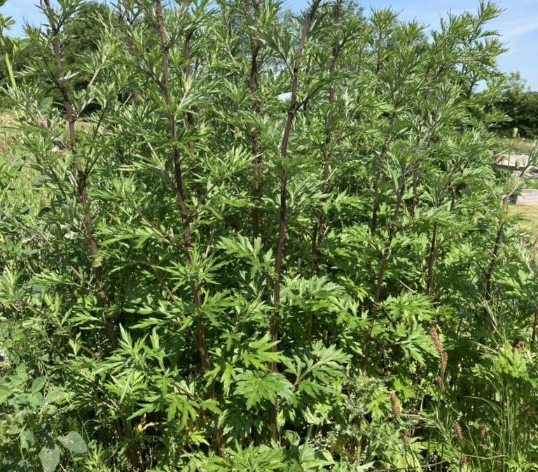 Armoise commune (Artemisia Vulgaris)