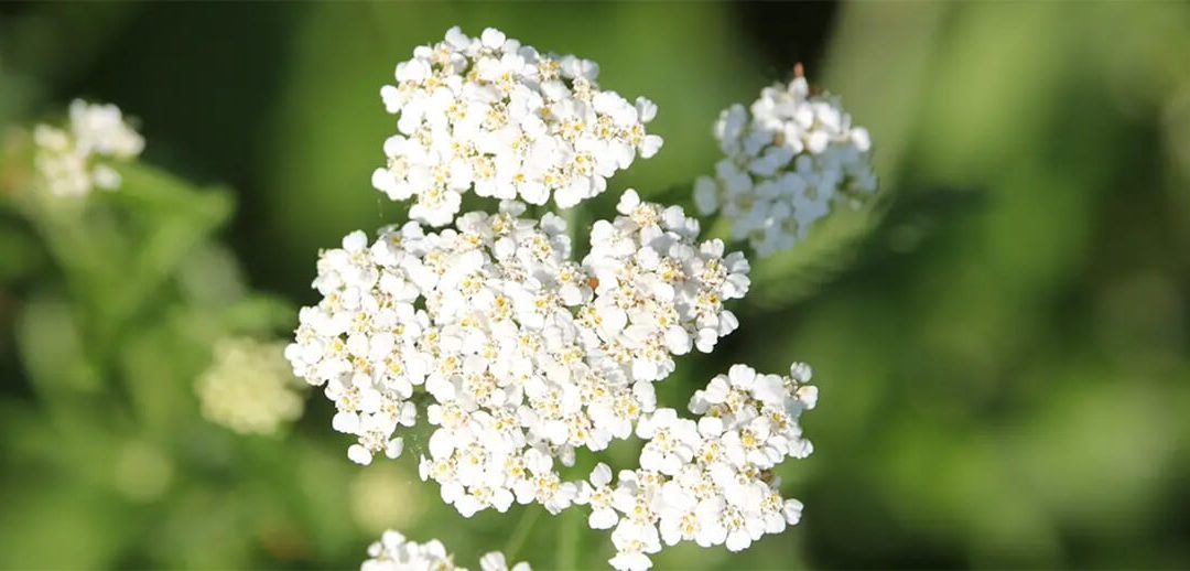 Achillée Millefeuille (Achillea millefolium)