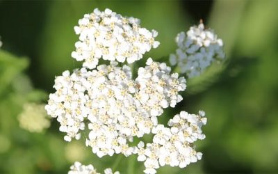 Achillée Millefeuille (Achillea millefolium)