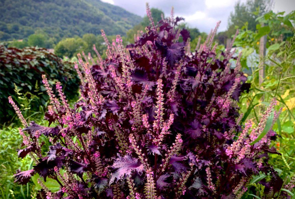 Shiso (Perilla frutescens)