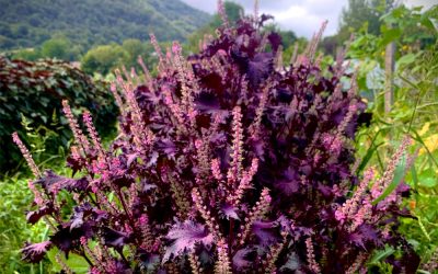 Shiso (Perilla frutescens)